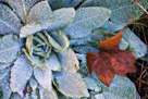 Frosted Mullein