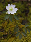 Rue Anemone