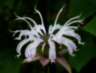 Horsemint