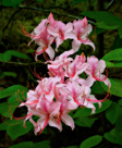 Mountain Azalea