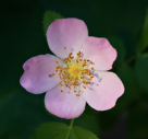 Wild Rose