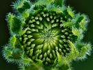 Coneflower