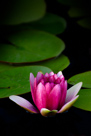 Water Lily