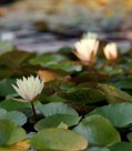 Water Lily