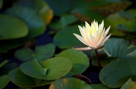 Water Lily