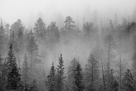 Fog at Bryce Canyon